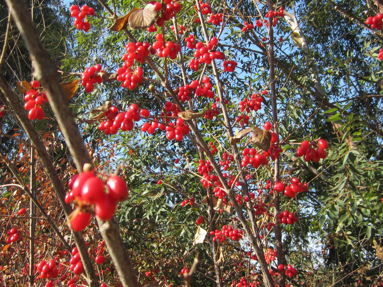 赤い実の生る木とは ジョナサンも行く