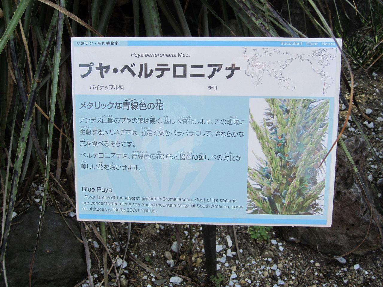 プヤ ベルテロニアナ C