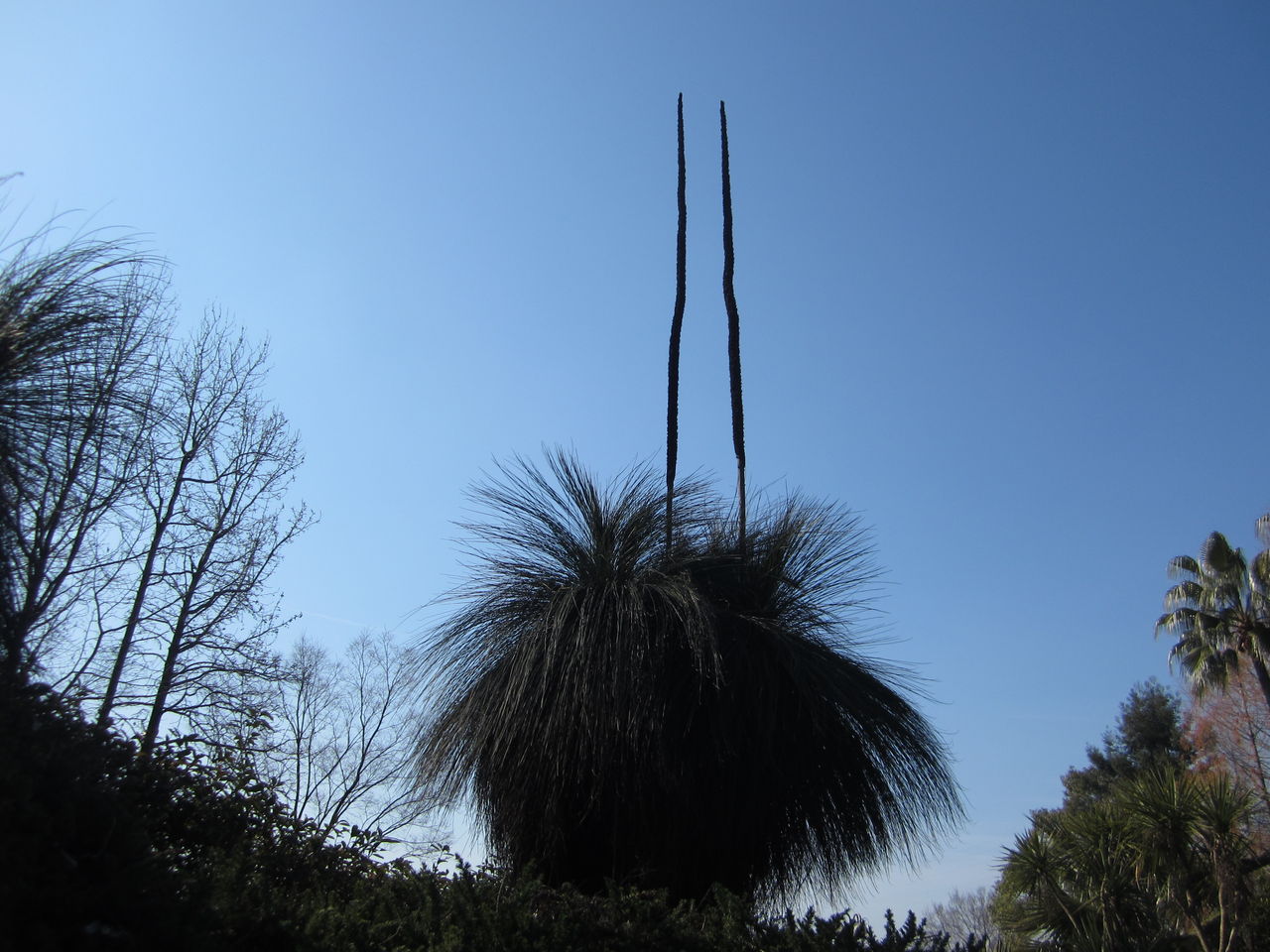 グラスツリーの花 ジョナサンも行く グラスツリーの花 ジョナサンも行く
