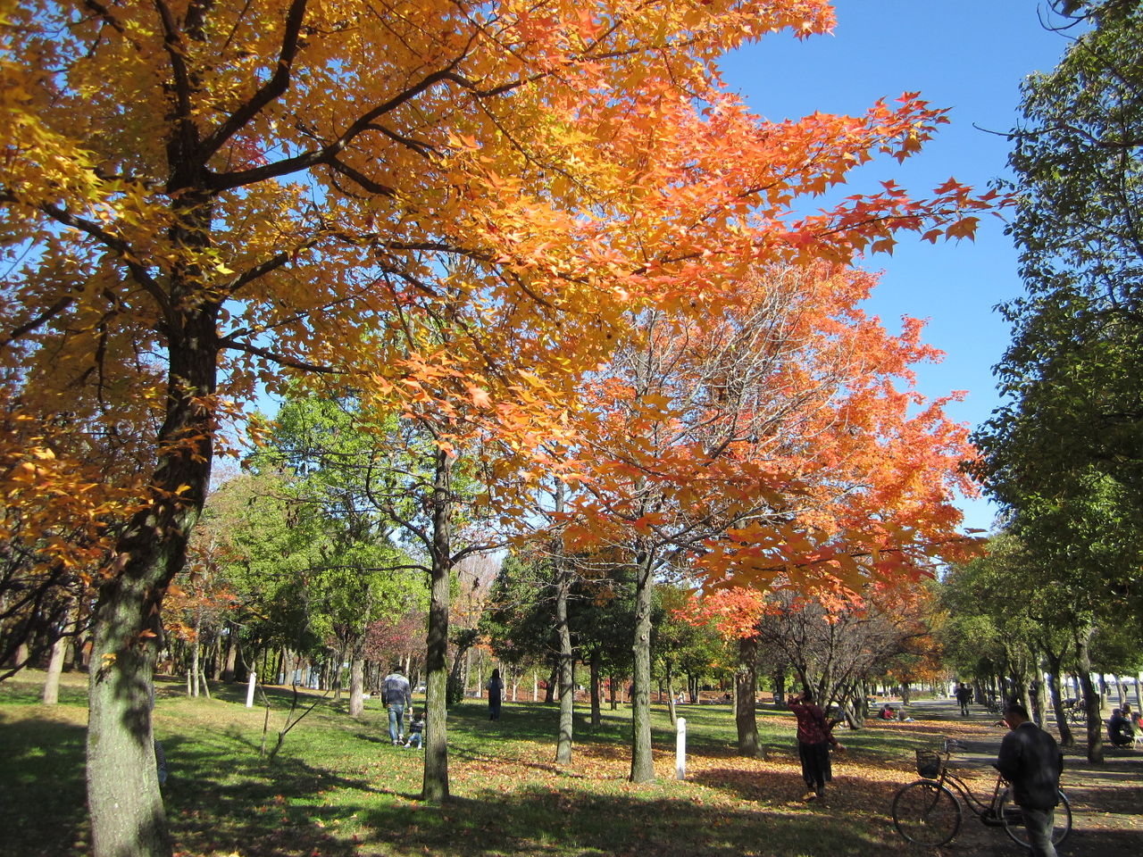鶴見緑地の紅葉 ジョナサンも行く 鶴見緑地の紅葉 ジョナサンも行く