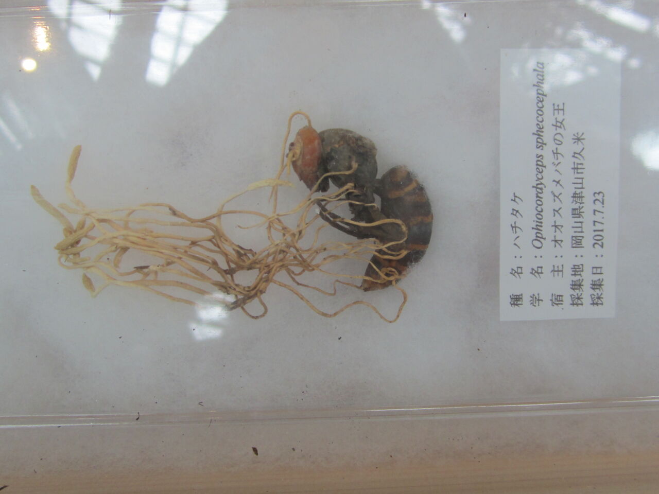 冬虫夏草 を見る ジョナサンも行く