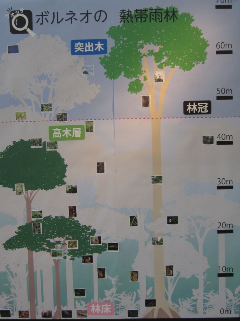 フタバガキ ジョナサンも行く