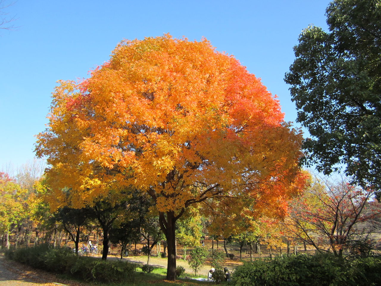 鶴見緑地の紅葉 ジョナサンも行く 鶴見緑地の紅葉 ジョナサンも行く
