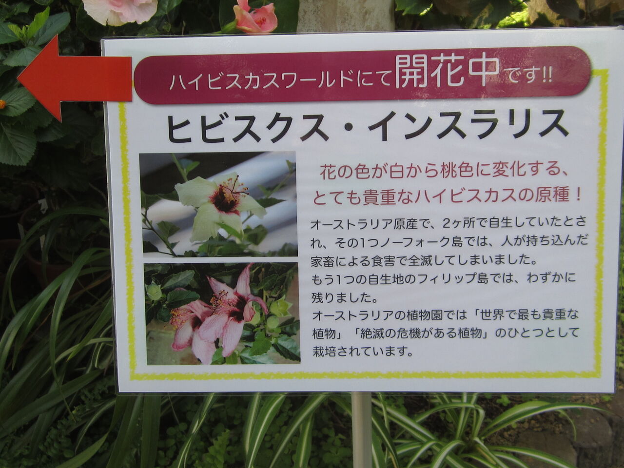 ジョナサンも行く ひとつ半の開花 ヒビスクス インスラリス
