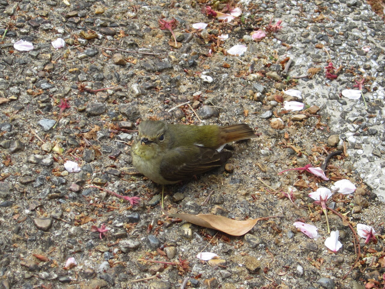 ウグイスのヒナ ジョナサンも行く ウグイスのヒナ ジョナサンも行く