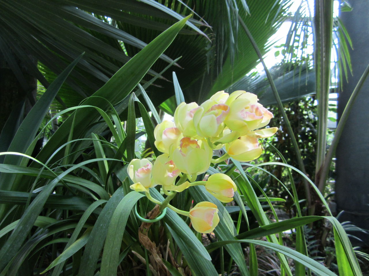 雪月花 とは ジョナサンも行く