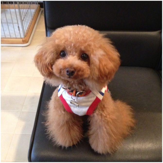 可愛すぎる トイプードルgirlyダイカット 大人気 自立土台付き Actionhall Ca