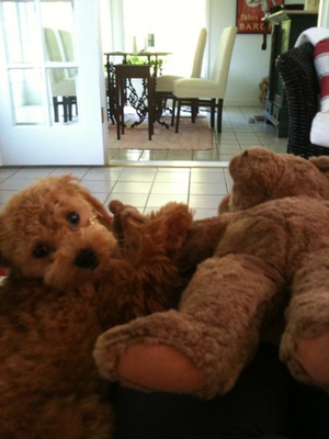 TEDDY BEAR