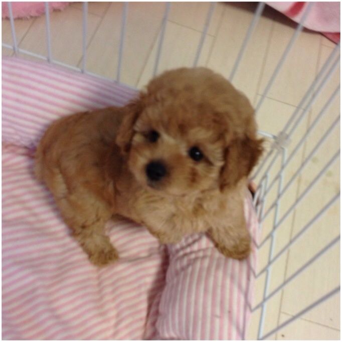 可愛すぎる トイプードルgirlyダイカット 大人気 自立土台付き Actionhall Ca