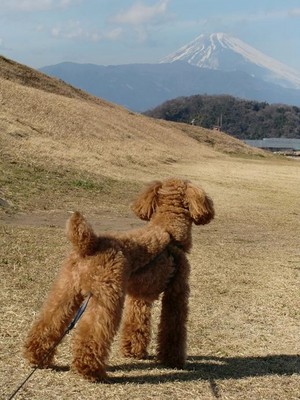 富士山とチャオ君