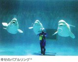 シロイルカ@アクアス