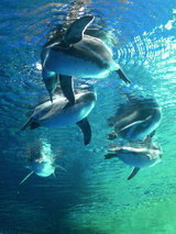 空飛ぶペンギン