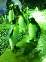 オウサマペンギン