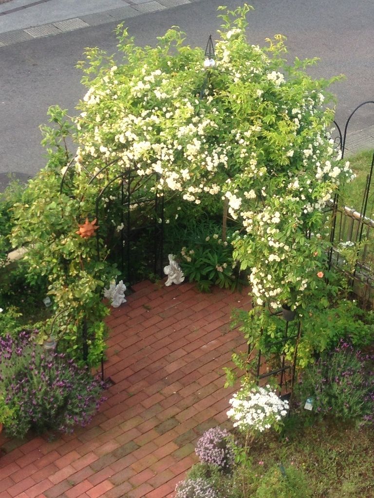 白モッコウバラが咲きました Ricoの薔薇と手づくり生活