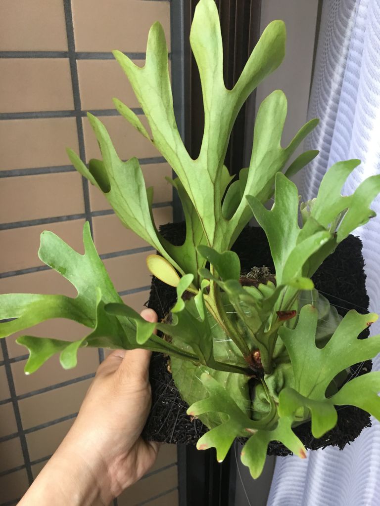 19年08月 リドレイホリック