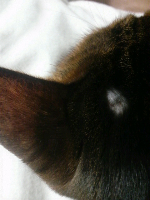 ネコハゲ : りえ日記【異端児RIE】