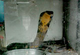flowersnake11