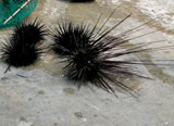 uni21