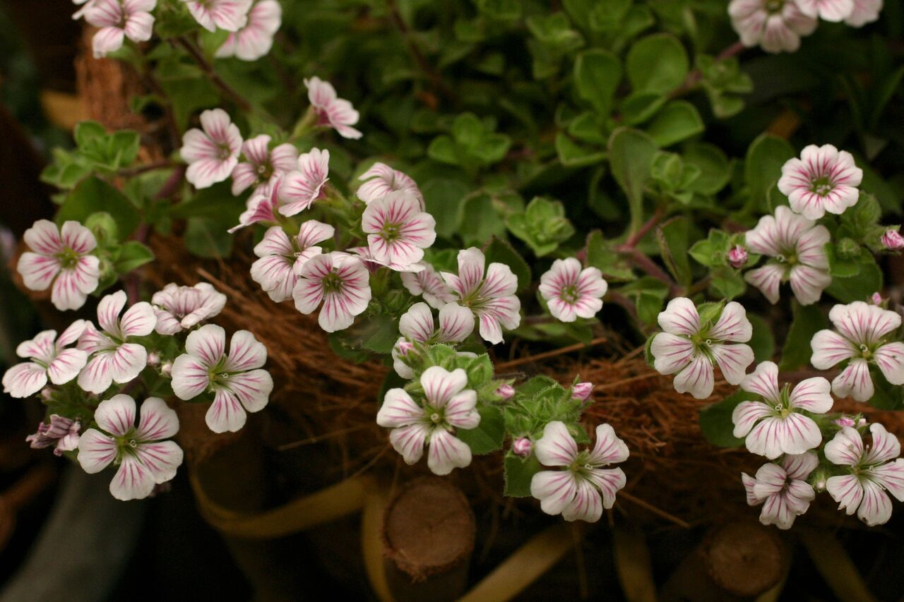 カーペットカスミソウ サンズコートガーデニング通信 By三橋理恵子 たねから育てるガーデニング