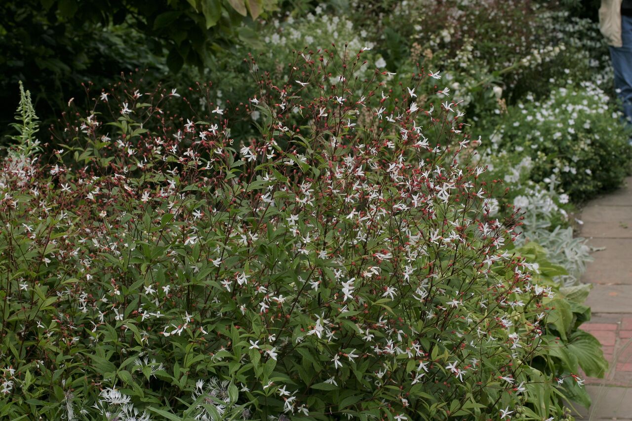 ミツバシモツケソウ 三つ葉下野草 タネから育てるガーデニング サンズコートガーデニング通信 三橋理恵子