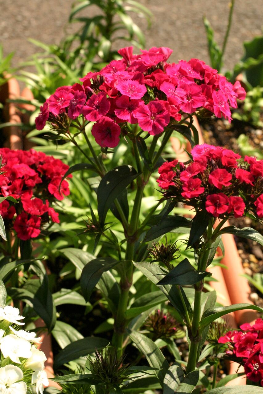 ビジョナデシコ 美女撫子 サンズコートガーデニング通信 By三橋理恵子 たねから育てるガーデニング