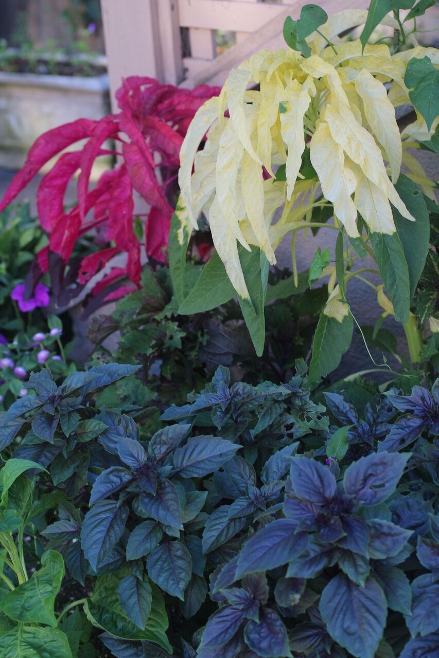 ハゲイトウ タネから育てるガーデニング サンズコートガーデニング通信 三橋理恵子