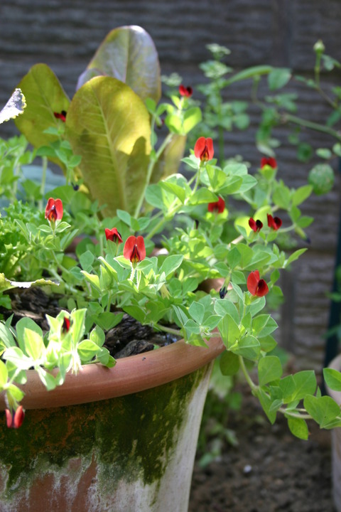 アスパラガス ピー シカクマメ サンズコートガーデニング通信 By三橋理恵子 たねから育てるガーデニング