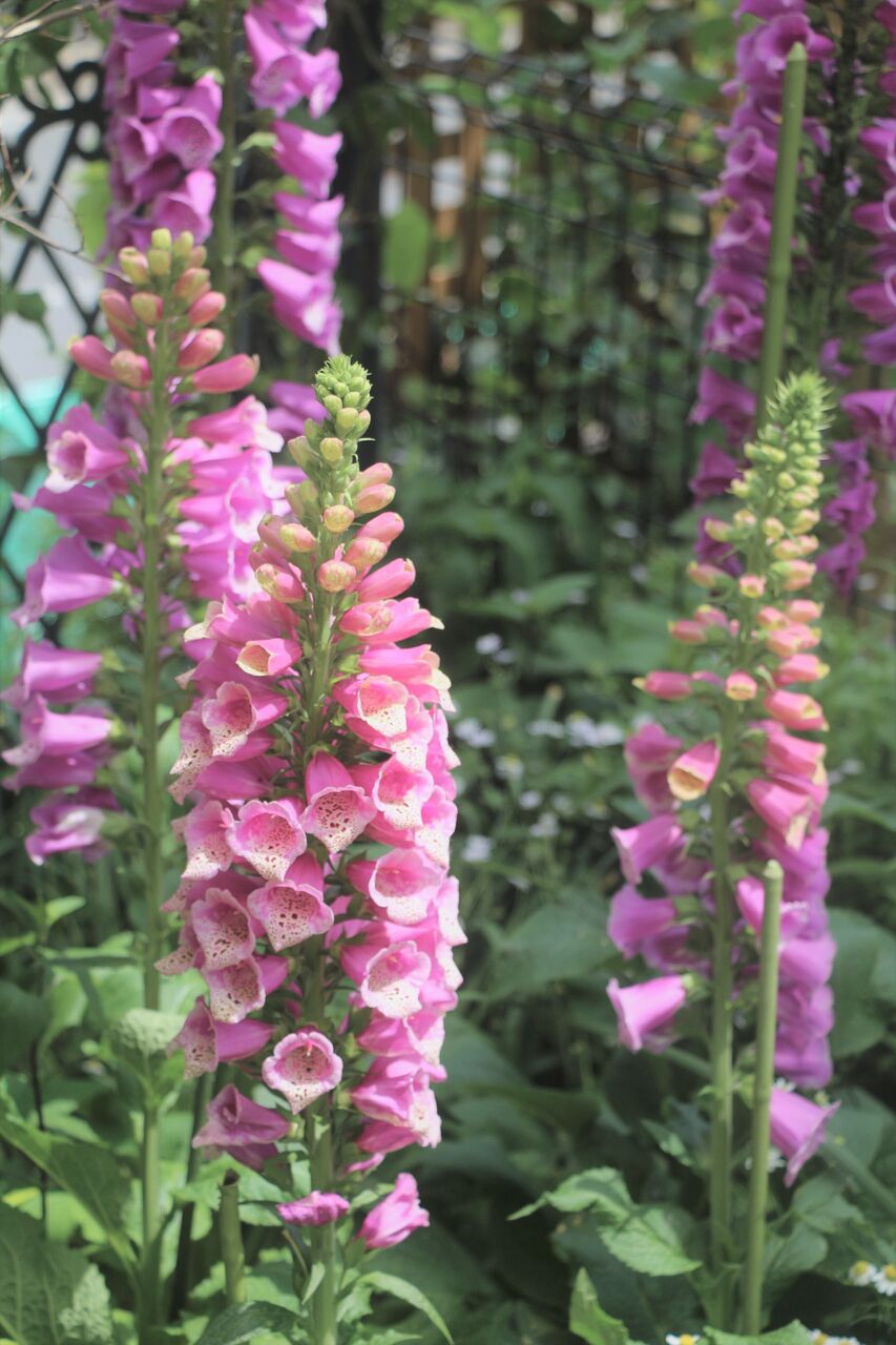 ジギタリス タネから育てるガーデニング サンズコートガーデニング通信 三橋理恵子