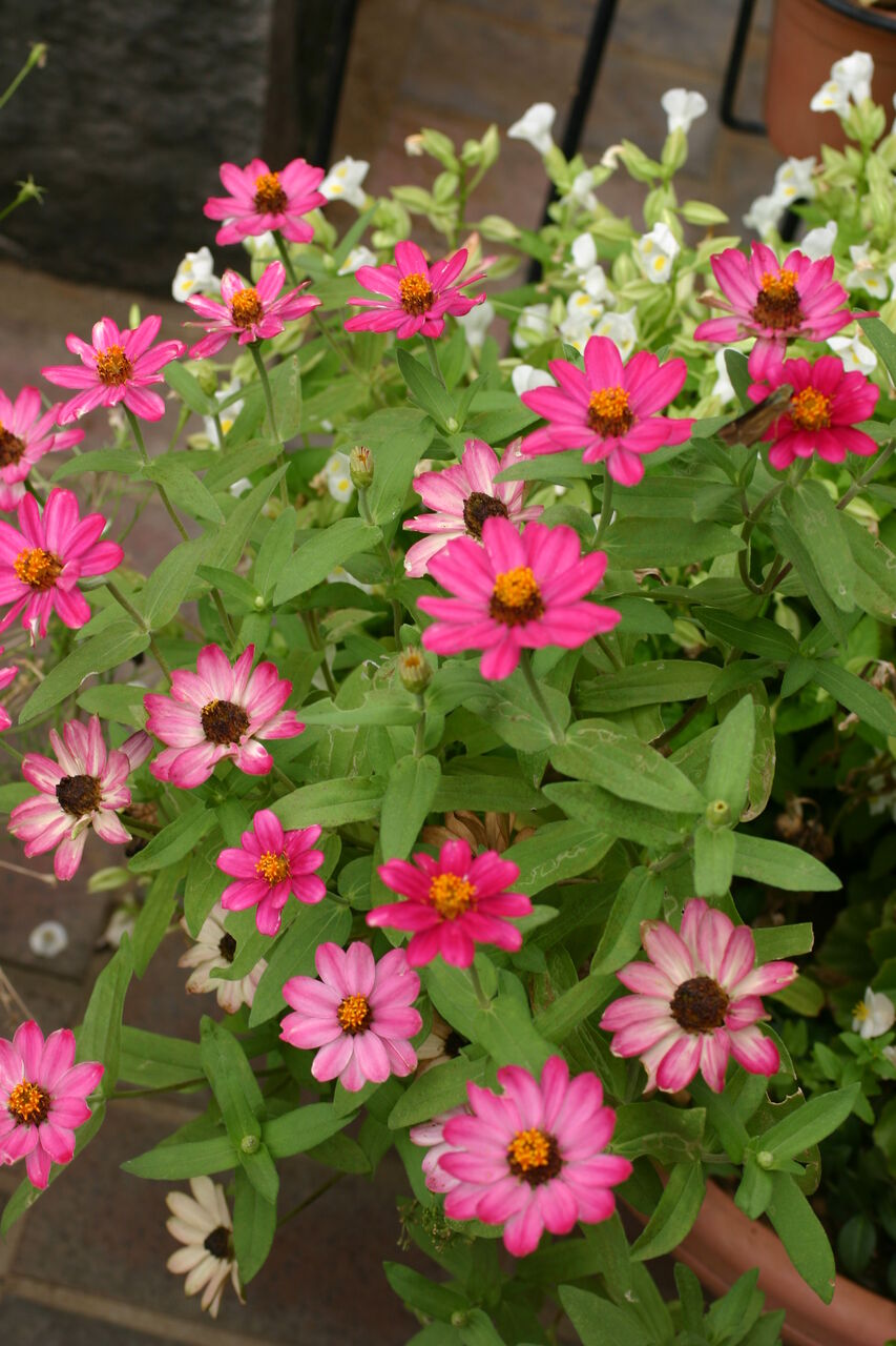 ジニア プロフュージョン タネから育てるガーデニング サンズコートガーデニング通信 三橋理恵子