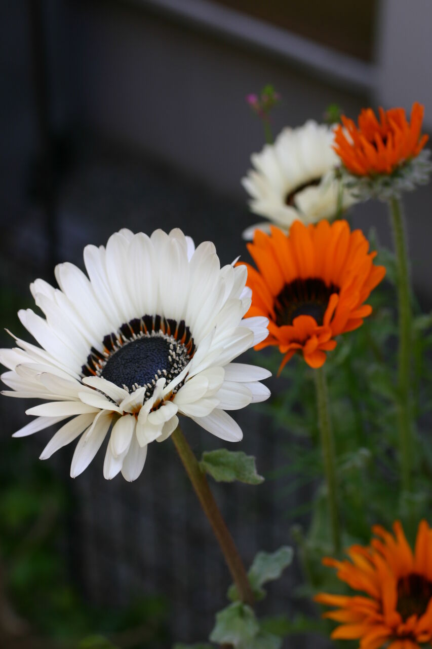 26円 まとめ買い特価 蛇の目菊 種 混合 1袋 0mg 蛇の目菊の種 蛇の目菊の花 ベニジューム ベニジウム 寒咲蛇の目菊 花たね 花の種 種子 タネ 国華園