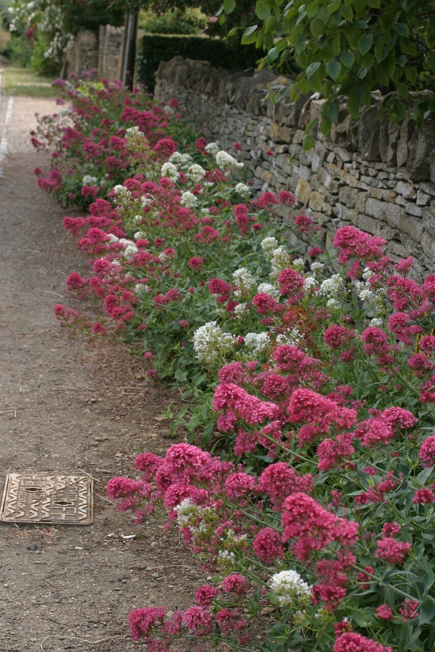 セントランサス タネから育てるガーデニング サンズコートガーデニング通信 三橋理恵子