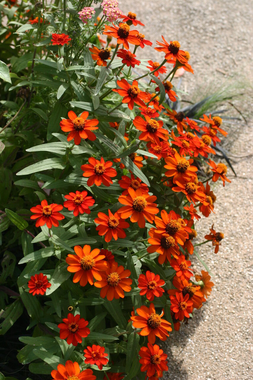 ジニア プロフュージョン タネから育てるガーデニング サンズコートガーデニング通信 三橋理恵子