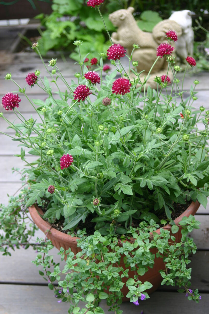 クナウティア タネから育てるガーデニング サンズコートガーデニング通信 三橋理恵子