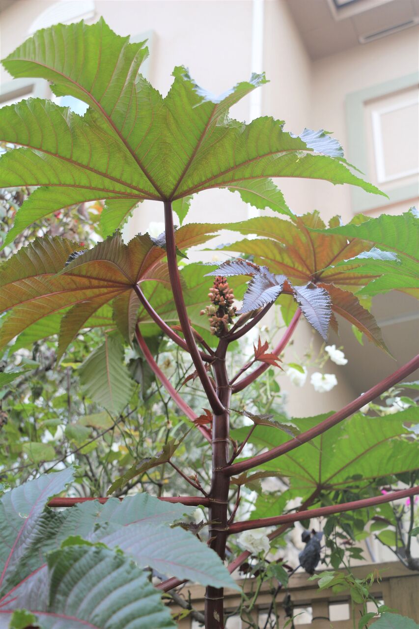 トウゴマ 唐胡麻 ヒマ 蓖麻 タネから育てるガーデニング サンズコートガーデニング通信 三橋理恵子 トウゴマ 唐胡麻 ヒマ 蓖麻 タネから育てるガーデニング サンズコートガーデニング通信 三橋理恵子