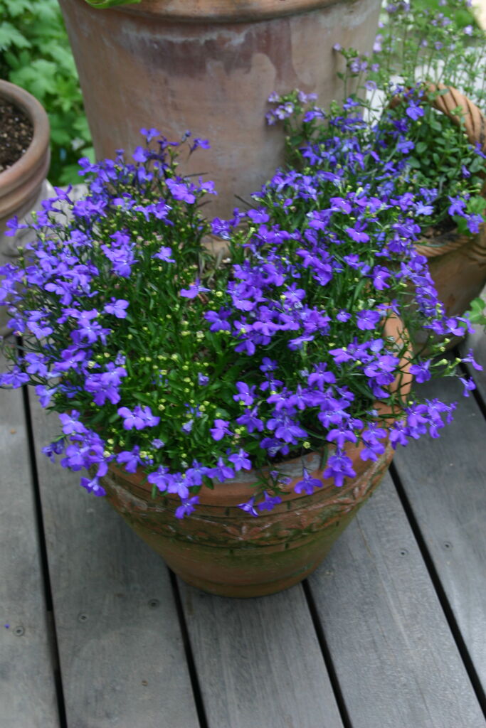 ロベリア 一年草 サンズコートガーデニング通信 By三橋理恵子 たねから育てるガーデニング