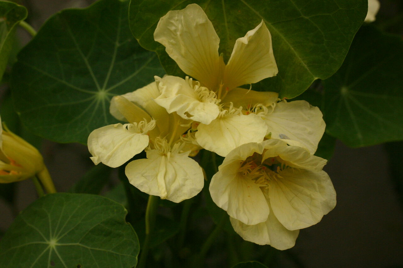 ナスタチウム タネから育てるガーデニング サンズコートガーデニング通信 三橋理恵子 ナスタチウム タネから育てるガーデニング サンズコートガーデニング通信 三橋理恵子