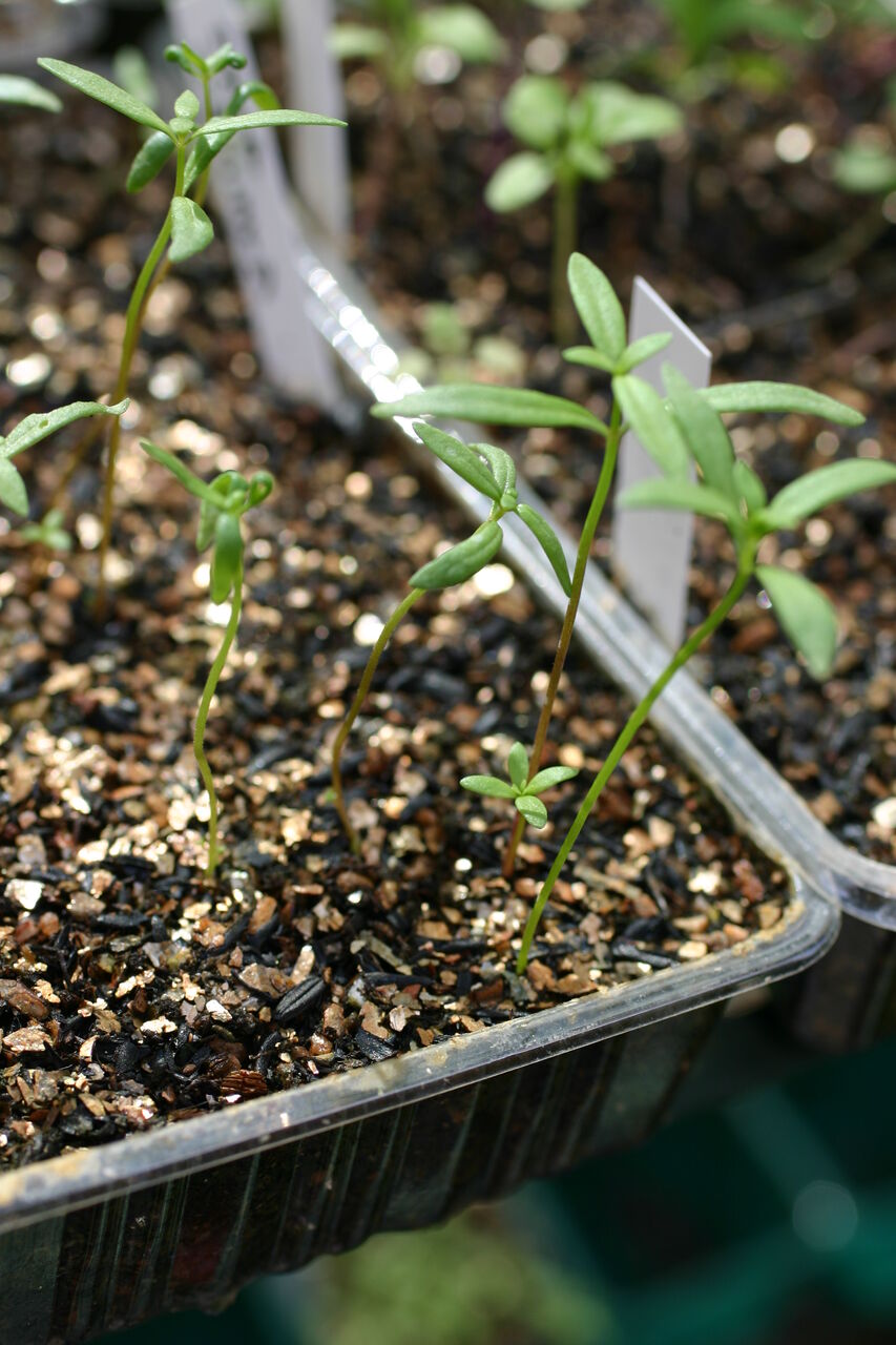 徒長を防いで上手に苗育て サンズコートガーデニング通信 By三橋理恵子 たねから育てるガーデニング