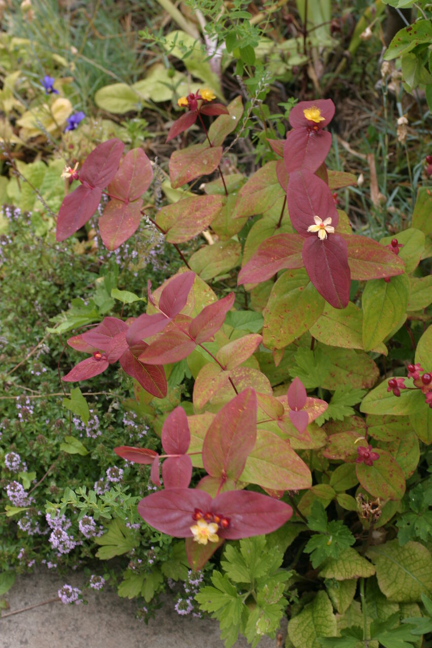 ヒペリカム サンズコートガーデニング通信 By三橋理恵子 たねから育てるガーデニング