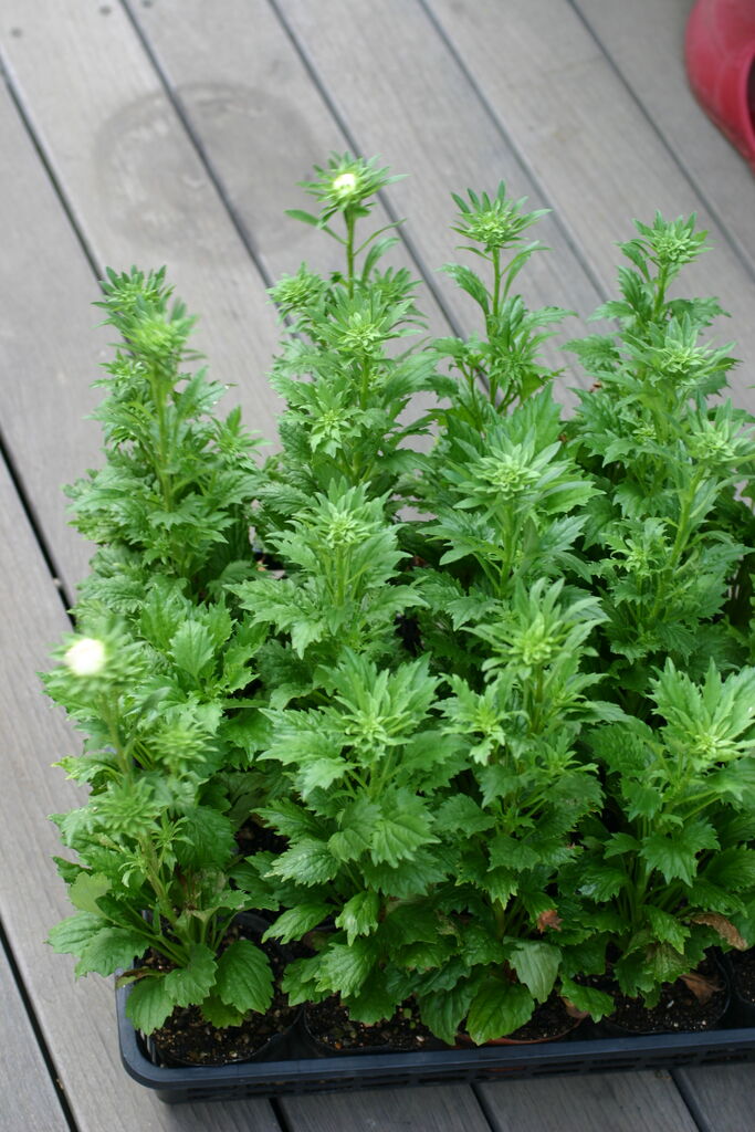 花の種 切り花用アスター ４袋まで送料７３円 高い品質 ４袋まで送料７３円