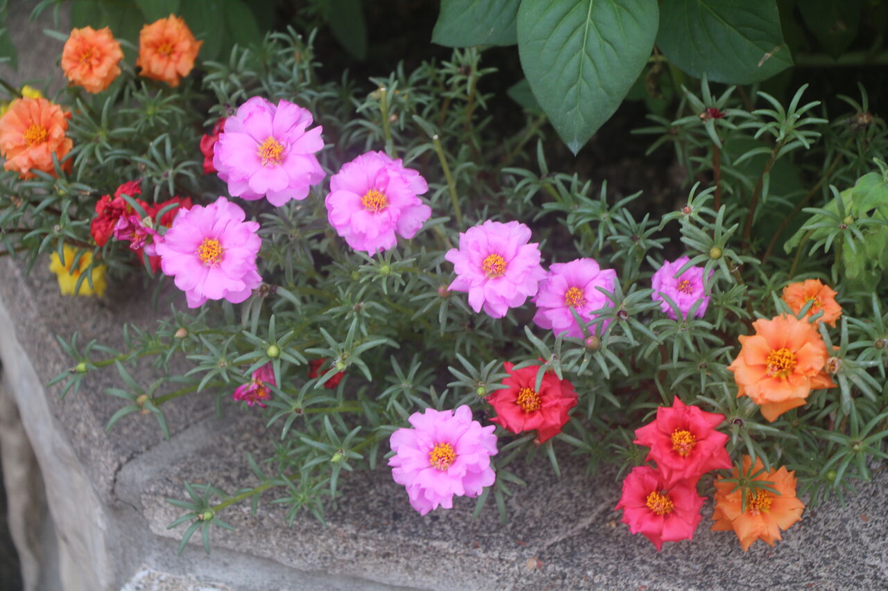 マツバボタン 松葉牡丹 タネから育てるガーデニング サンズコートガーデニング通信 三橋理恵子