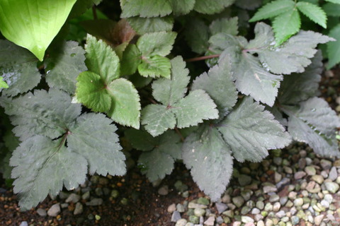 紫ミツバ クロミツバ 銅葉 5株 紫ミツバ クロミツバ 銅葉 5株 ムラサキミツバ(紫みつば)｜園芸