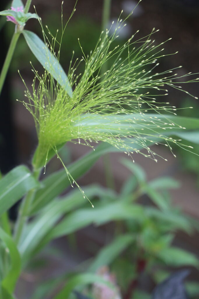 パニカム タネから育てるガーデニング サンズコートガーデニング通信 三橋理恵子