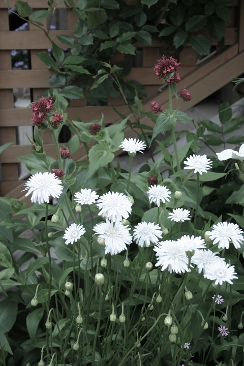 クレピス モモイロタンポポ タネから育てるガーデニング サンズコートガーデニング通信 三橋理恵子