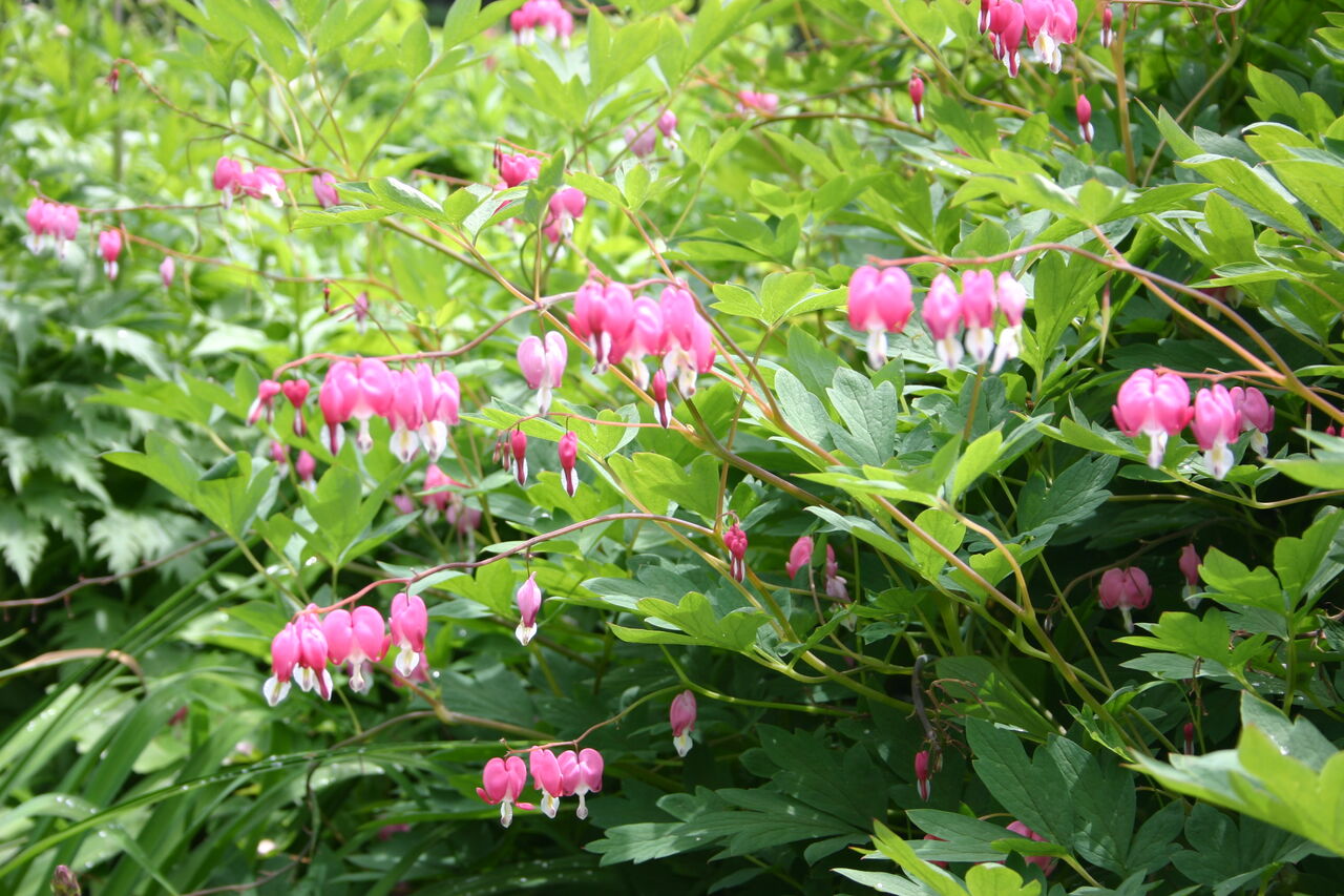 ケマンソウ 華鬘草 タネから育てるガーデニング サンズコートガーデニング通信 三橋理恵子