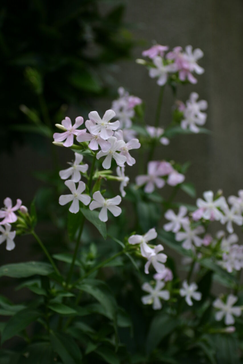 サポナリア 一年草タイプ タネから育てるガーデニング サンズコートガーデニング通信 三橋理恵子