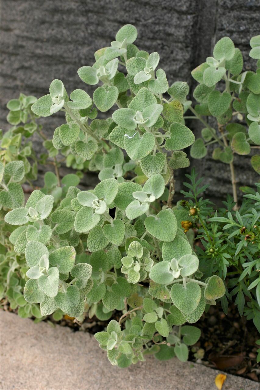 バロータ タネから育てるガーデニング サンズコートガーデニング通信 三橋理恵子