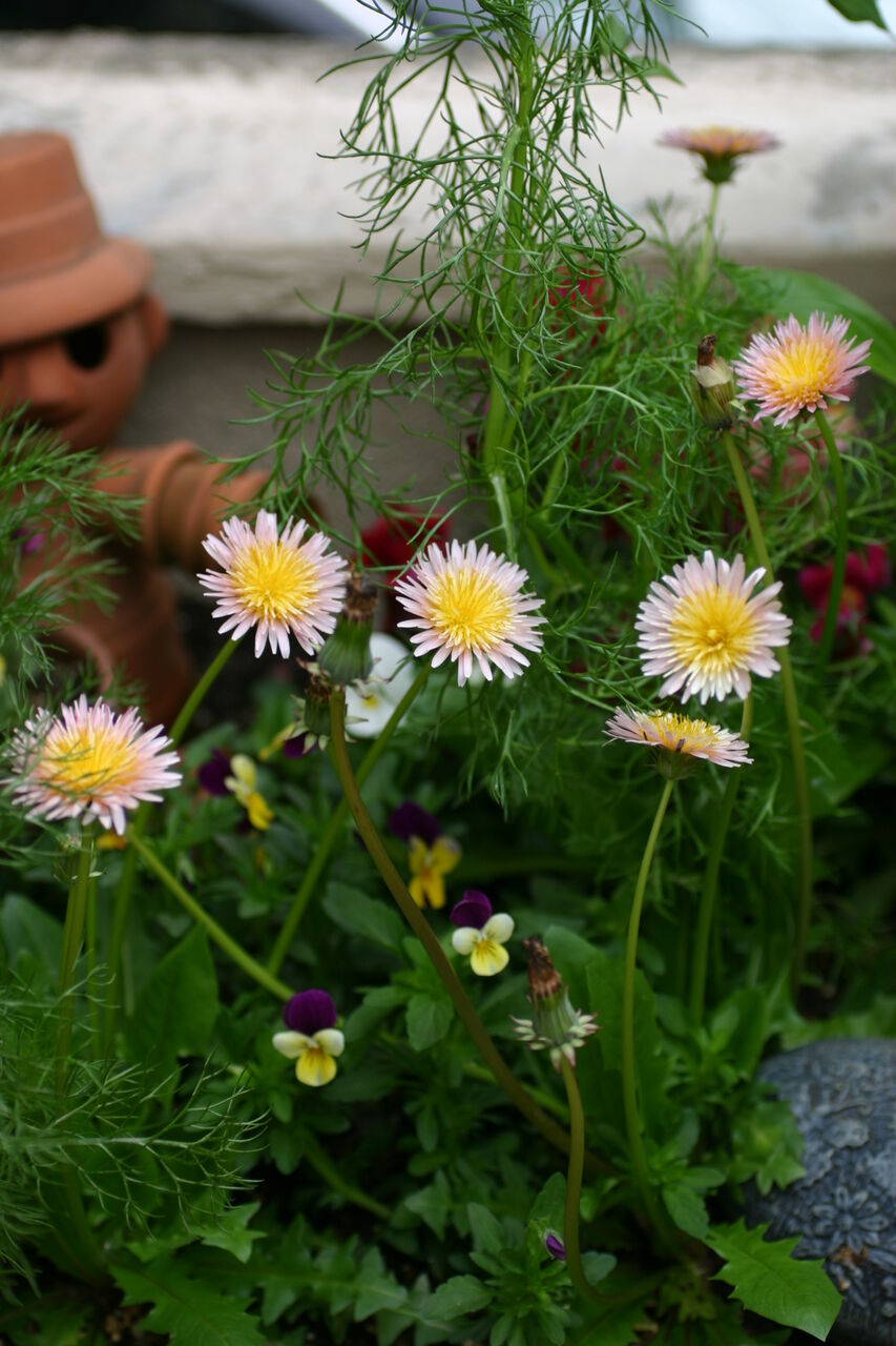 ヒベニタンポポ 緋紅蒲公英 タネから育てるガーデニング サンズコートガーデニング通信 三橋理恵子