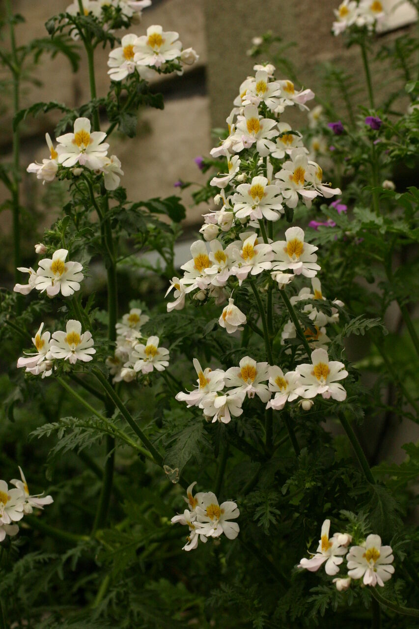 シザンサス サンズコートガーデニング通信 By三橋理恵子 たねから育てるガーデニング