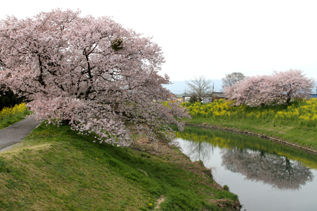 rie4532.jpg