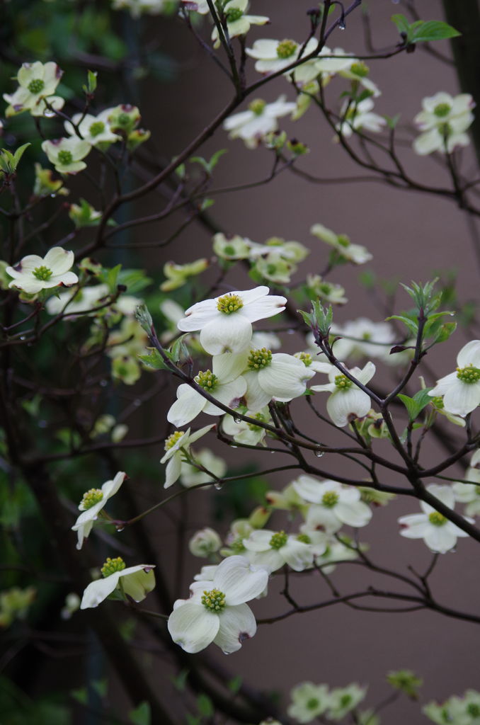 卯月の花々２ ハナミズキ 白花系 気ままにツワブキくん